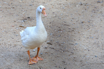 White female goose is stay in  garden