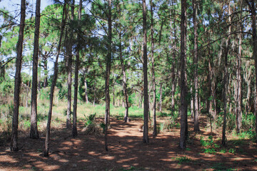 rows of trees in the forest