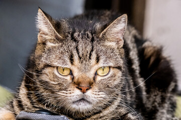 Close up of an American shorthair cat seeing camera.