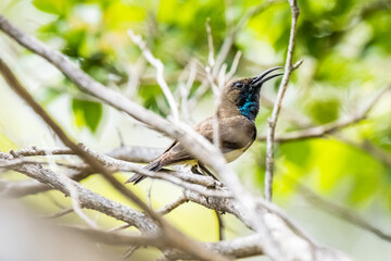Olive-backed sunbird,Yellow-bellied sunbird (Cinnyris jugularis)