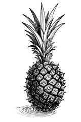Tropical pineapple fruit. Ink black and white drawing