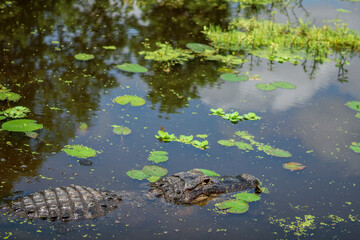 Alligator in the Everglades swamp 