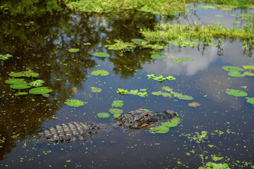 Alligator in the Everglades swamp 