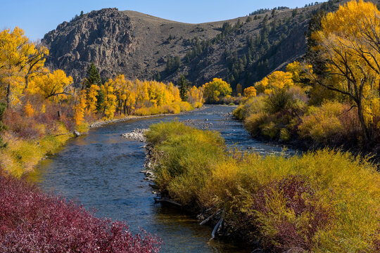 Autumn at Gunnison River - A panoramic overview of winding Gunnison River at south of Almont, where Taylor and East Rivers meet to form Gunnison River, on a sunny Autumn morning. Gunnison, CO, USA. - Powered by Adobe