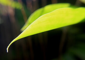 insect, bee, macro, nature, fly, green, leaf, flower, animal, honey, closeup, garden, wildlife, pollen, close-up, plant, pollination, pollinating, flower, natural beauty, natural background, photograp