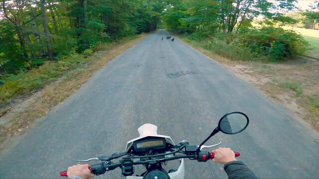 Slowmo POV shot of person on motorcycle driving past a group of turkeys on road.