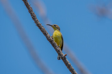 Olive backed Sunbird on tree branch.