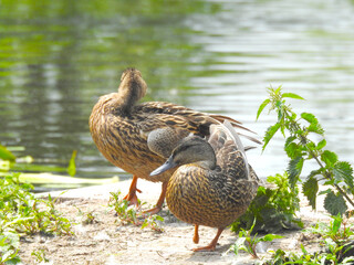 Two ducks on the shore by a pond in the sun