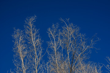 leafless trees