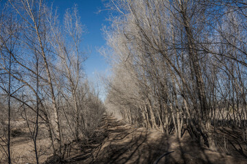 leafless trees