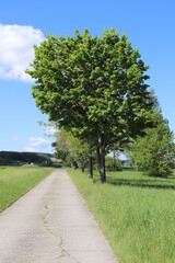 Feldweg in Franken Felder im Frühling Teerweg Straße Bauern