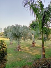 Obraz premium palm trees on the beach