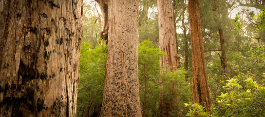 Giant Tingle Trees, Walpole, Western Australia. Panorama