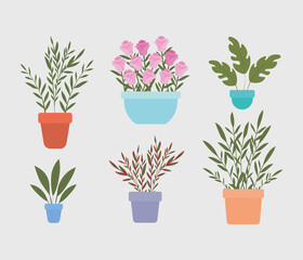 set of plants inside a pots