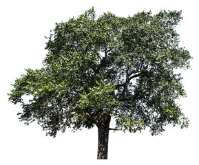 Large trees with edible fruits are completely separated from the white background.