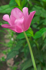 One pink terry tulip (Tulipa) with green leaves on a city flower bed close-up