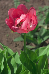 One pink terry tulip (Tulipa) with green leaves on a city flower bed close-up