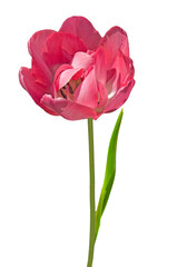 One pink terry tulip (Tulipa) with green leaves on a white isolated background close up