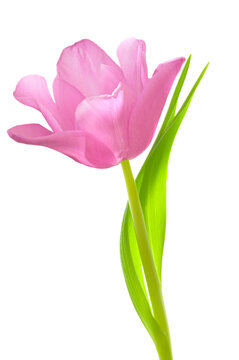 One pink tulip (Tulipa) with green leaves on a white isolated background close up