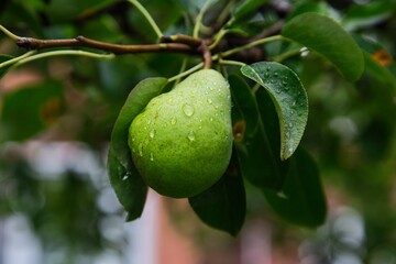 green pear fruit