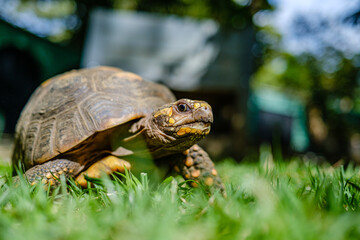 Turtle walking on grass
