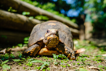 Front view of turtle walking on grass