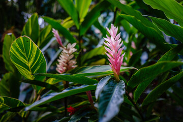 White and red flower