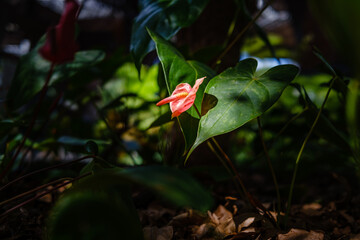Red flower