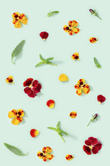 Pattern with natural blossom flowers heartsease, buds, petals and leaves on paper. Small bright blooms of flower pansy.