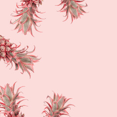 Decorative pink pineapple, Ananas Bracteatus bromeliad plant. Fashion exotic fun flowers. Floral design.