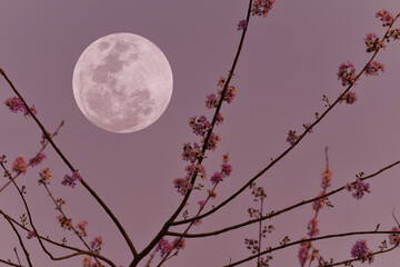 Full moon on the sky with silhouette flowers tree branch.