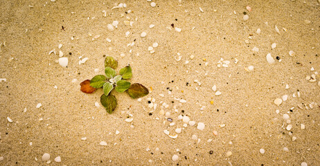 Conspicuous Cliffs Beach, Walpole, WA. Panorama