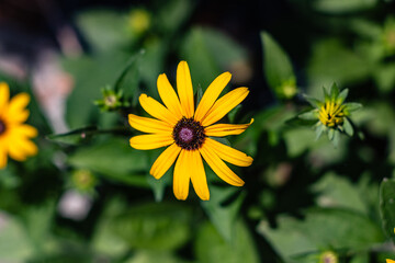 Yellow flower with a dark center glowing under the sun