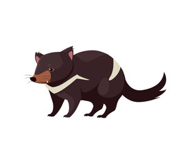 tasmanian devil portrait of wild australian animal, isolated on white background