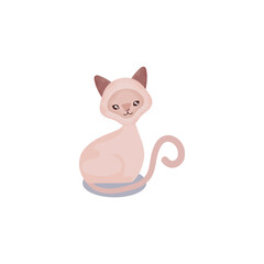 pet, fluffy cat animal domestic white background