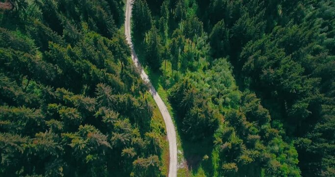 bosque y ruta de viaje en monta&ntilde;a arbolada