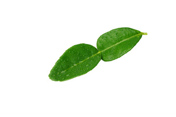 Kaffir lime leaf isolated on white background.