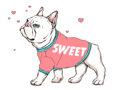 Cute french bulldog in a bright sweatshirt. Stylish image for printing on any surface