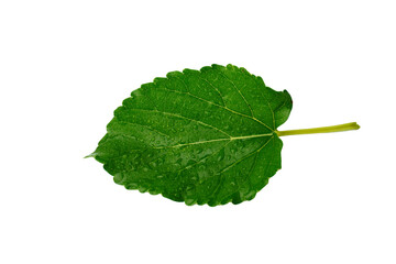 Green leaf isolated on white background.