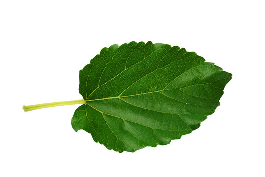 Green leaf isolated on white background.