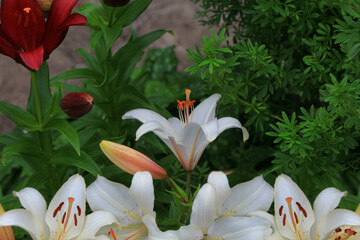 Flowering lily in the home garden in the summer. Natural blurred background.