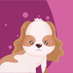 portrait of cute little dog purple background
