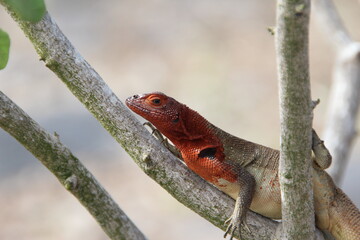 Lava lizard on the Galapagos Islands.