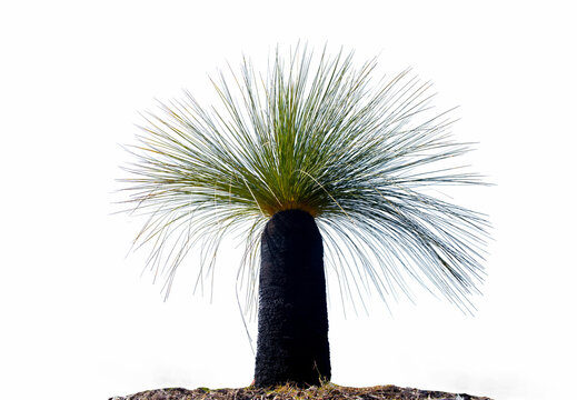 Xanthorrhoea Images – Browse 683 Stock Photos, Vectors, and Video | Adobe  Stock