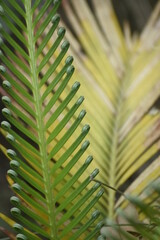 Detalle de una hoja de palmera