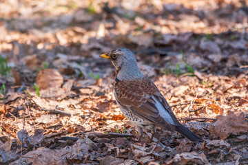 Fieldfare, Turdus pilaris, on a sprng lawn.