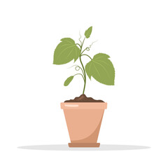 Seedling of cucumbers in a pot. Growing gardening plants. Vegetarian and ecological products. Vector illustration in flat cartoon style.