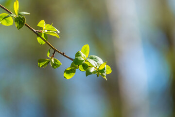 Green bushes with young leaves in the sunset
