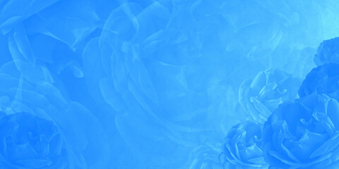 blue blur roses on blue background, wallpaper,name card, template, copy space