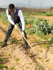 Portrait of African American male amateur gardener taking care of scallion plants in kitchen garden, weeding with hoe..